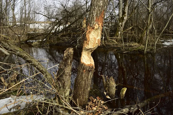 Vroege voorjaar — Stockfoto