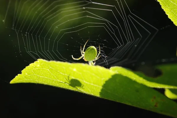 Зеленый паук — стоковое фото