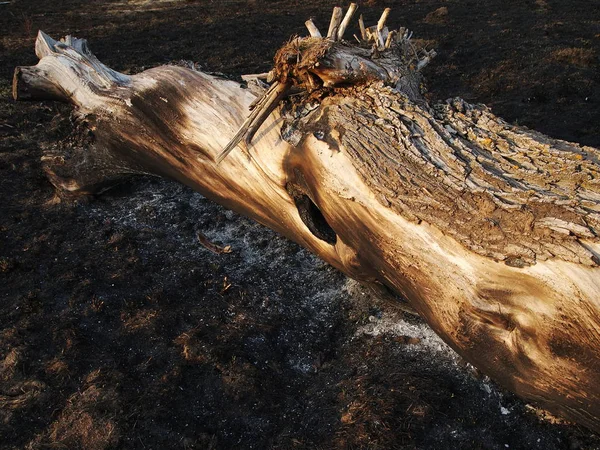 Burnt tree — Stock Photo, Image