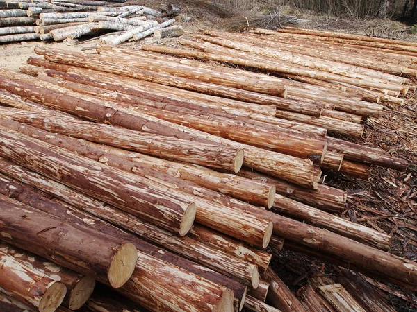 Geschälte Baumstämme — Stockfoto