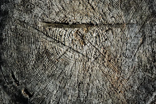 Oberfläche Des Baumstumpfes Mit Arbeitsspuren Mit Axt Und Säge — Stockfoto