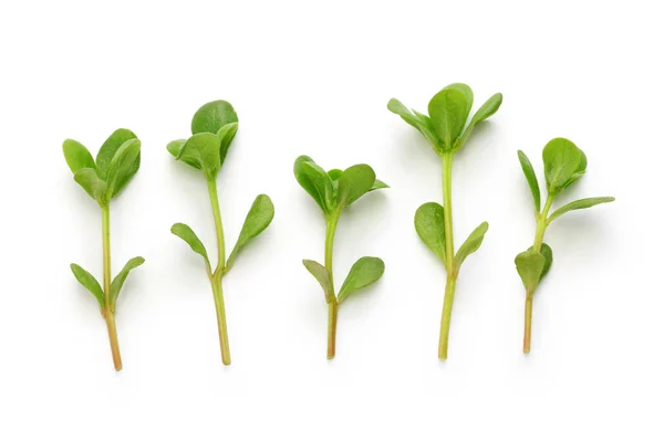 Čerstvé Prorostlá Jedlé Plevele Izolované Bílém Pozadí — Stock fotografie