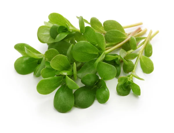 Verse Postelein Eetbaar Onkruid Geïsoleerd Witte Achtergrond — Stockfoto