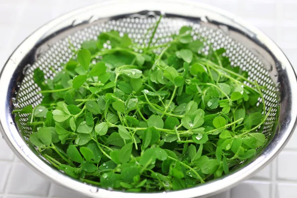 Fresh Toothed Bur Clover — Stock Photo, Image