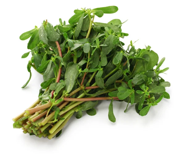 Fresh Purslane Edible Weeds Isolated White Background — Stock Photo, Image