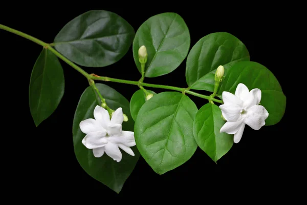 Jasmim Flor Chá Jasmim Árabe Jasminum Sambac — Fotografia de Stock