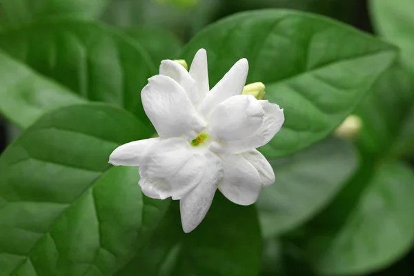 Jasmine Tea Flower Arabian Jasmine Jasminum Sambac — Stock Photo, Image