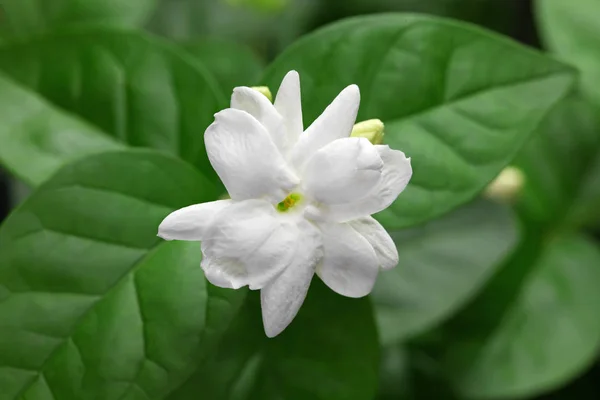 Jasmim Flor Chá Jasmim Árabe Jasminum Sambac — Fotografia de Stock