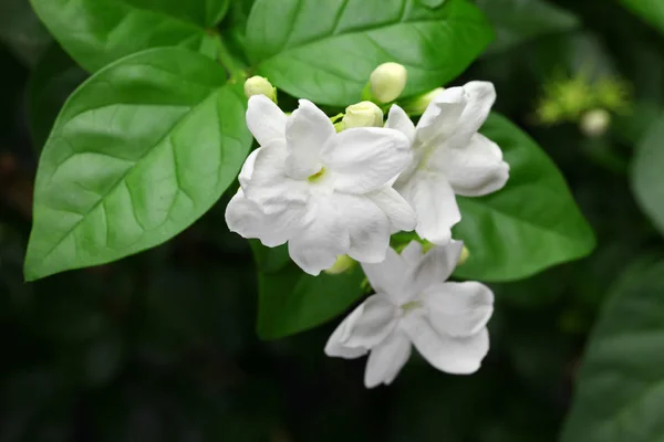 Jasmine Tea Flower Arabian Jasmine Jasminum Sambac — Stock Photo, Image