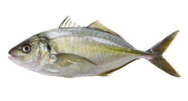 Beyaz trevally, çizgili jack, shima aji, Pseudocaranx sarpa