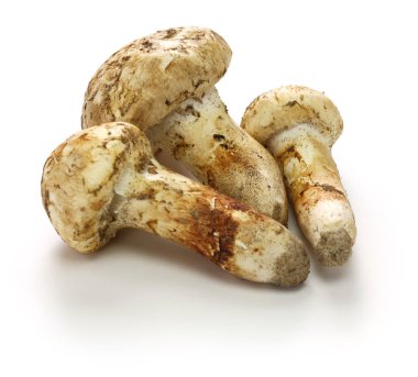 Beyaz arka plan üzerinde izole matsutake mantar