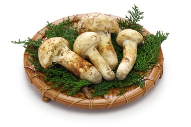 Beyaz arka plan üzerinde izole matsutake mantar