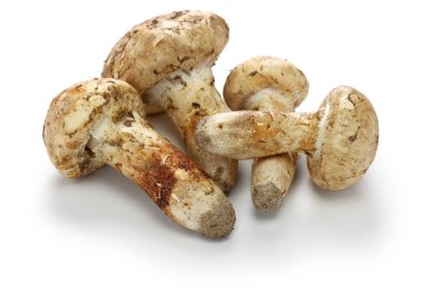 Beyaz arka plan üzerinde izole matsutake mantar