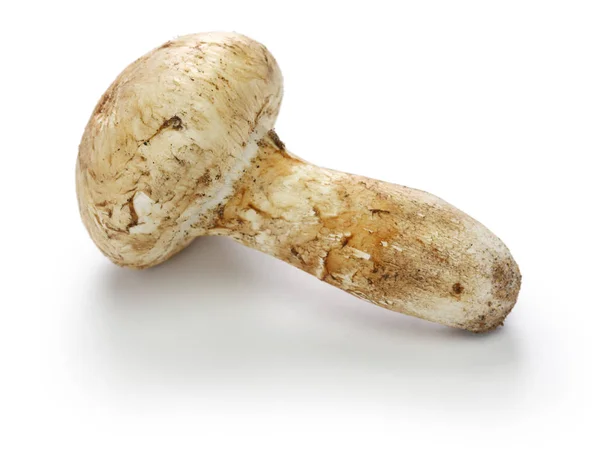 Matsutake Mushroom Isolated White Background — Stock Photo, Image