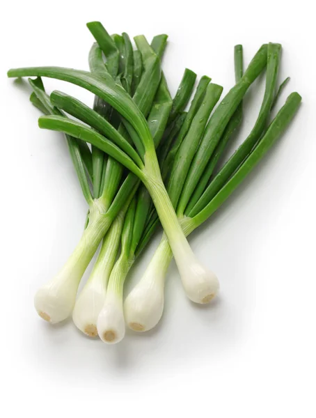 Green Onion Spring Onion Rounded Pudgy Bulbs — Stock Photo, Image
