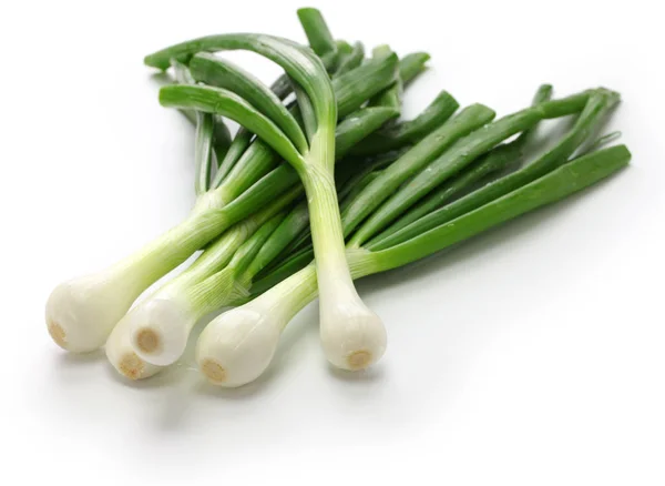 Green Onion Spring Onion Rounded Pudgy Bulbs — Stock Photo, Image