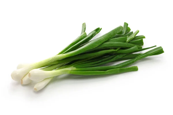 Green Onion Spring Onion Rounded Pudgy Bulbs — Stock Photo, Image