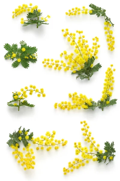 Mimosa Assortments Festa Della Donna — Stock Photo, Image