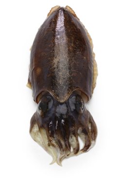 Beyaz arka plan üzerinde izole taze mürekkep balığı