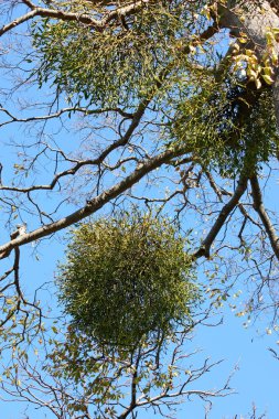 Noel ökseotu, topu öpüyor