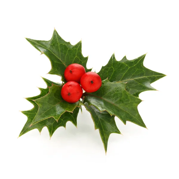 Stechpalmenzweig Weihnachtliches Symbol — Stockfoto