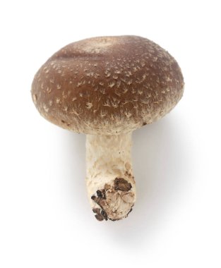 shiitake, japanese mushrooms isolated on white background