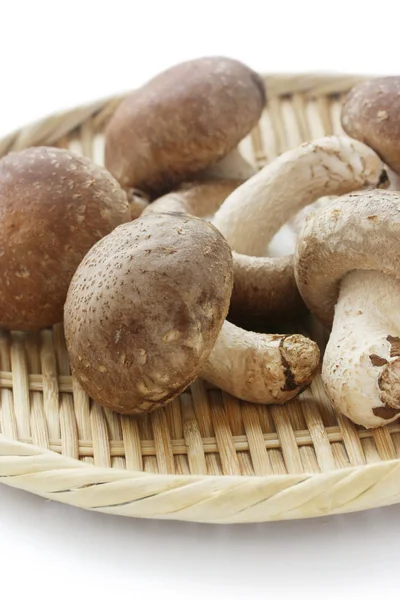Shiitake Japanese Mushrooms Isolated White Background — Stock Photo, Image