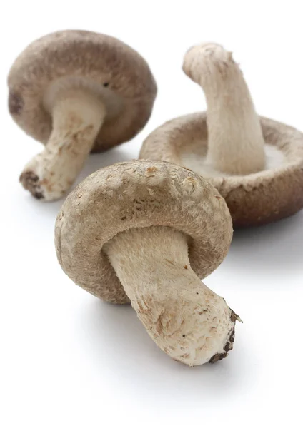 Shiitake Cogumelos Japoneses Isolados Fundo Branco — Fotografia de Stock