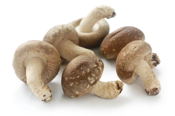 Shiitake Cogumelos Japoneses Isolados Fundo Branco — Fotografia de Stock