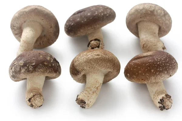 Shiitake Cogumelos Japoneses Isolados Fundo Branco — Fotografia de Stock