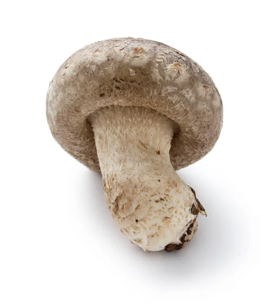 Shiitake Champignons Japonais Isolés Sur Fond Blanc — Photo