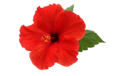a red hibiscus flower isolated on white background clipart