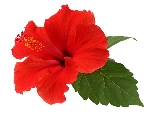Kwiat Hibiskusa Czerwony Białym Tle — Zdjęcie stockowe