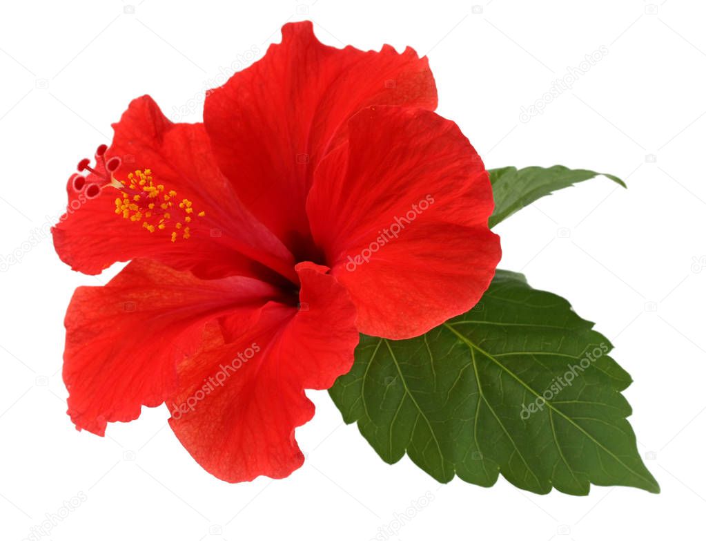 a red hibiscus flower isolated on white background