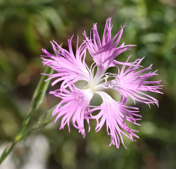 Rosa Dianthus Superbus Närbild — Stockfoto