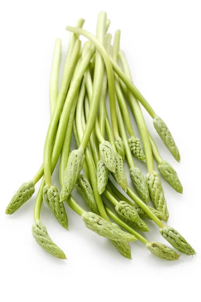 Wild Asparagus Bath Asparagus Preussischer Spargel Ornithogalum Pyrenaicum Isolated White — Stock Photo, Image