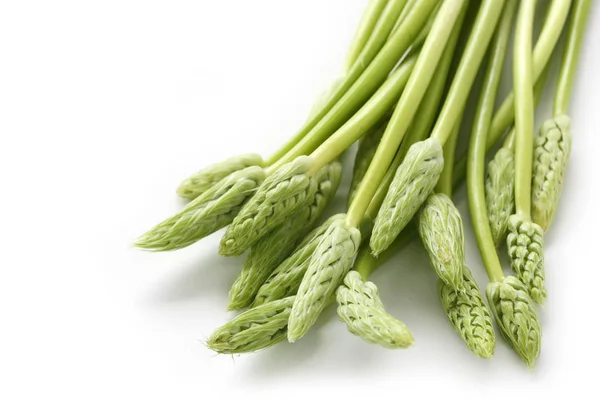 Wild Asparagus Bath Asparagus Preussischer Spargel Ornithogalum Pyrenaicum Isolated White — Stock Photo, Image