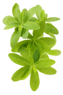 Beyaz arkaplanda taze yeşil yapraklar izole