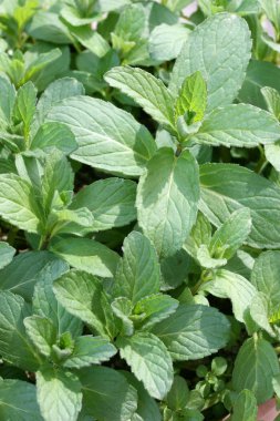 nane, bahçe nane, ortak nane