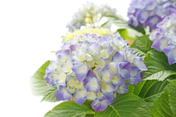 Hydrangea Flower White Background — Stock Photo, Image