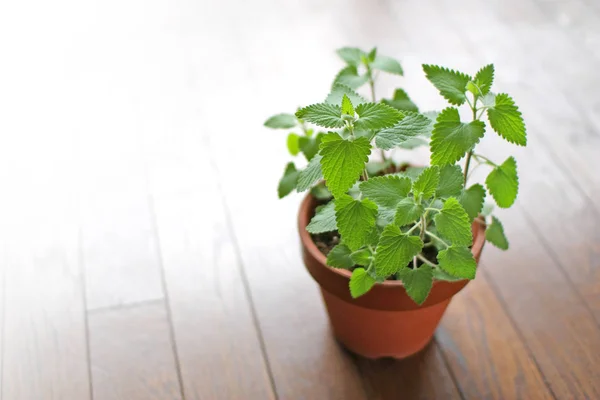 Pimentón Polvo Especias Aisladas Sobre Fondo Madera — Foto de Stock