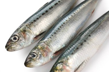 japon sardalya, japon pilchard