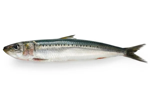 Japanse Sardine Japanse Sardine — Stockfoto