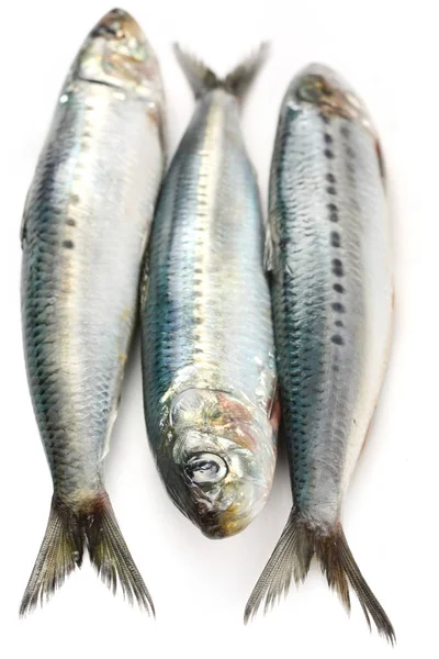 Sardina Japonesa Pilchard Japonés —  Fotos de Stock