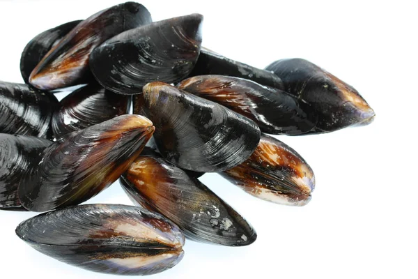 Mejillones Sobre Fondo Blanco —  Fotos de Stock