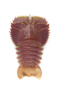 Japon terlik ıstakoz, uchiwaebi beyaz arka planda izole