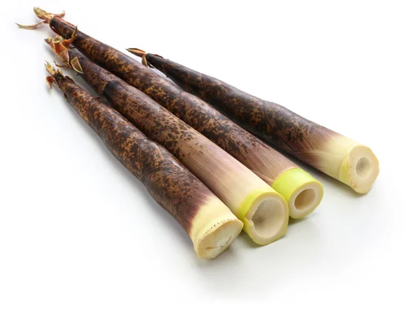 Japonés Madake Brotes Bambú Aislados Sobre Fondo Blanco — Foto de Stock