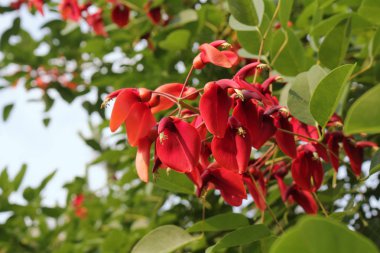 ceibo (cockspur mercan ağacı) çiçek, Arjantin ve Uruguay Ulusal çiçek