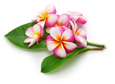  plumeria çiçek ve beyaz arka plan üzerinde izole yaprakları