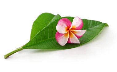  plumeria çiçek ve beyaz arka plan üzerinde izole yaprakları